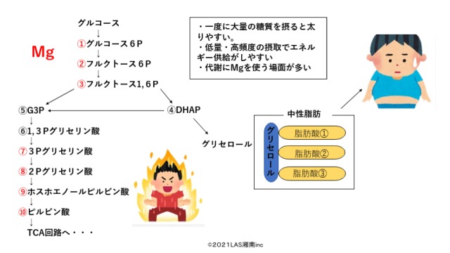 糖代謝