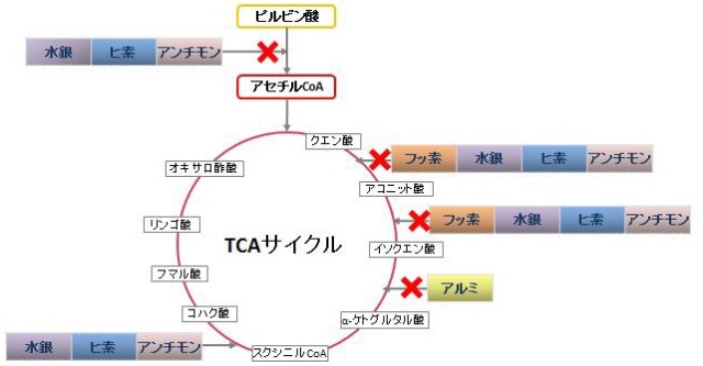 TCAサイクル