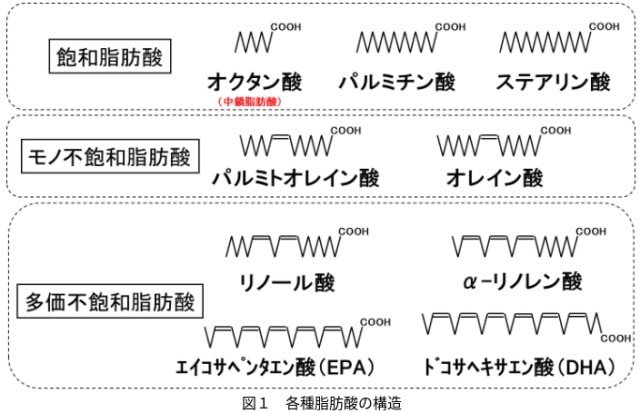 脂肪酸簡略図