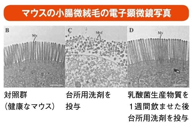 マウスの小腸微絨毛の電子顕微鏡写真